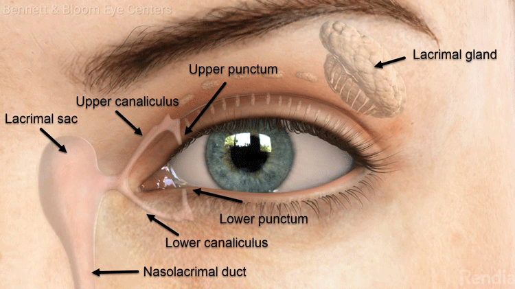 nasolacrimal duct eye model